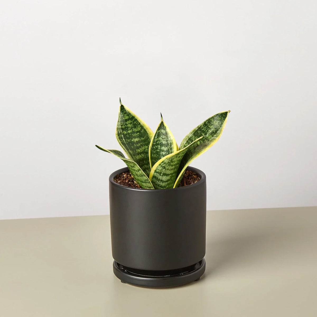 Snake Plant Laurentii Dwarf – view 4