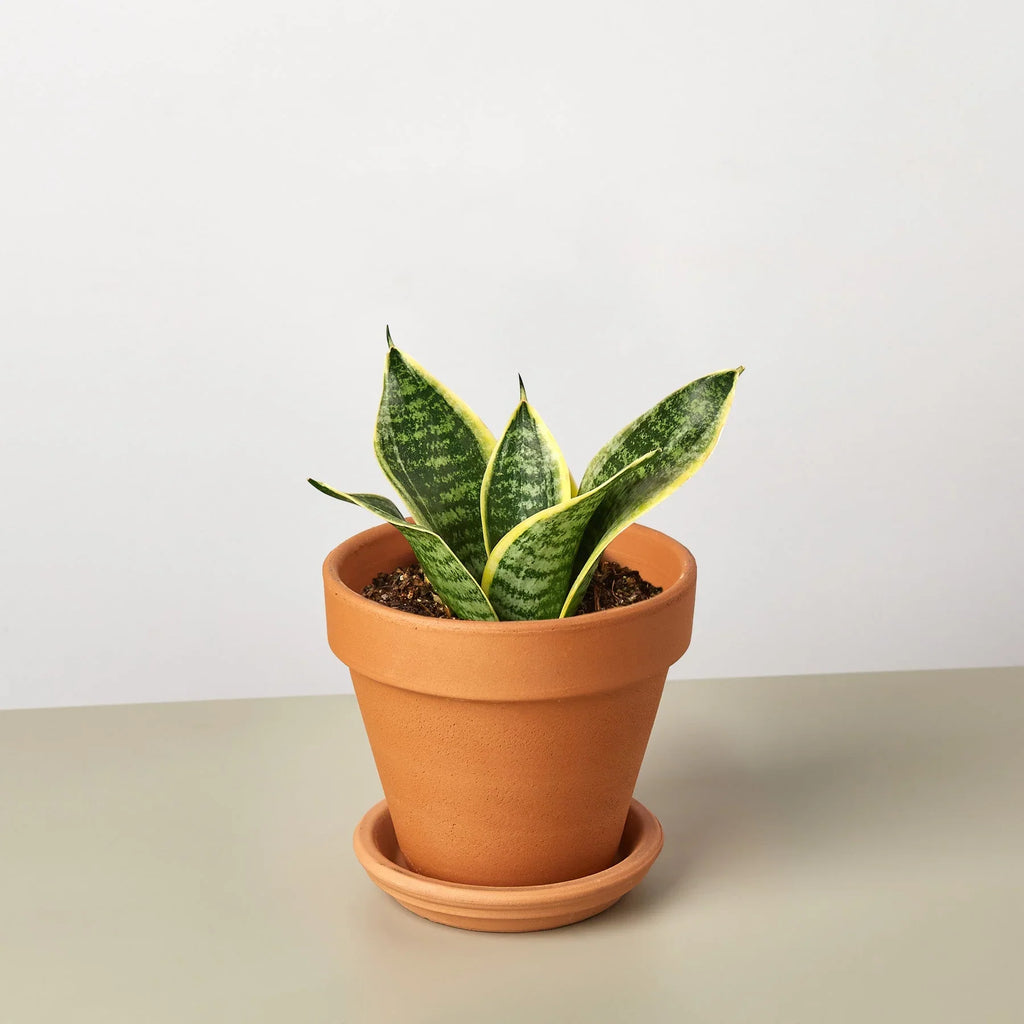 Snake Plant Laurentii Dwarf – view 7