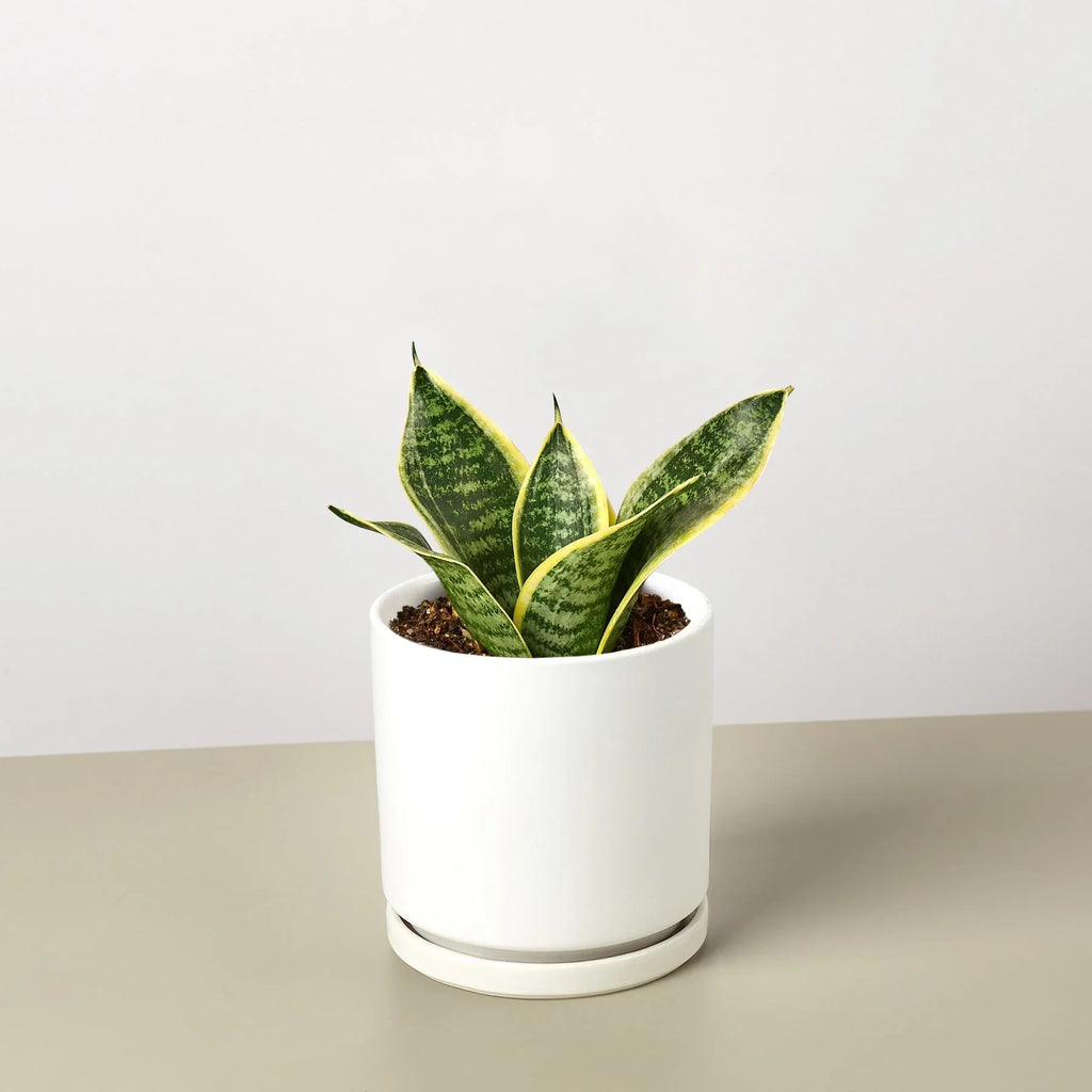 Snake Plant Laurentii Dwarf – view 5