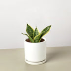 Snake Plant Laurentii Dwarf – view 5