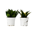Snake Plant Variety Packs
