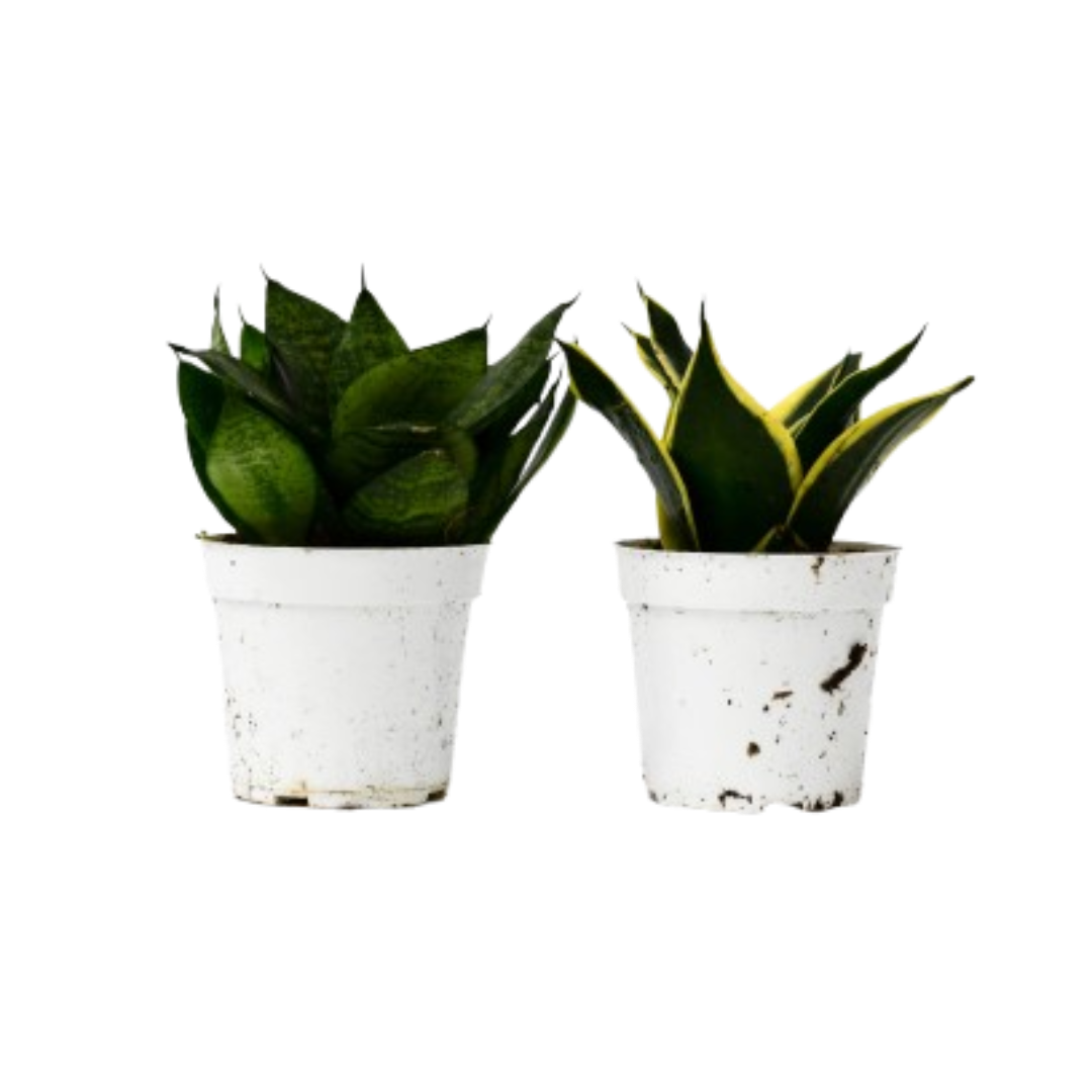 Snake Plant Variety Packs