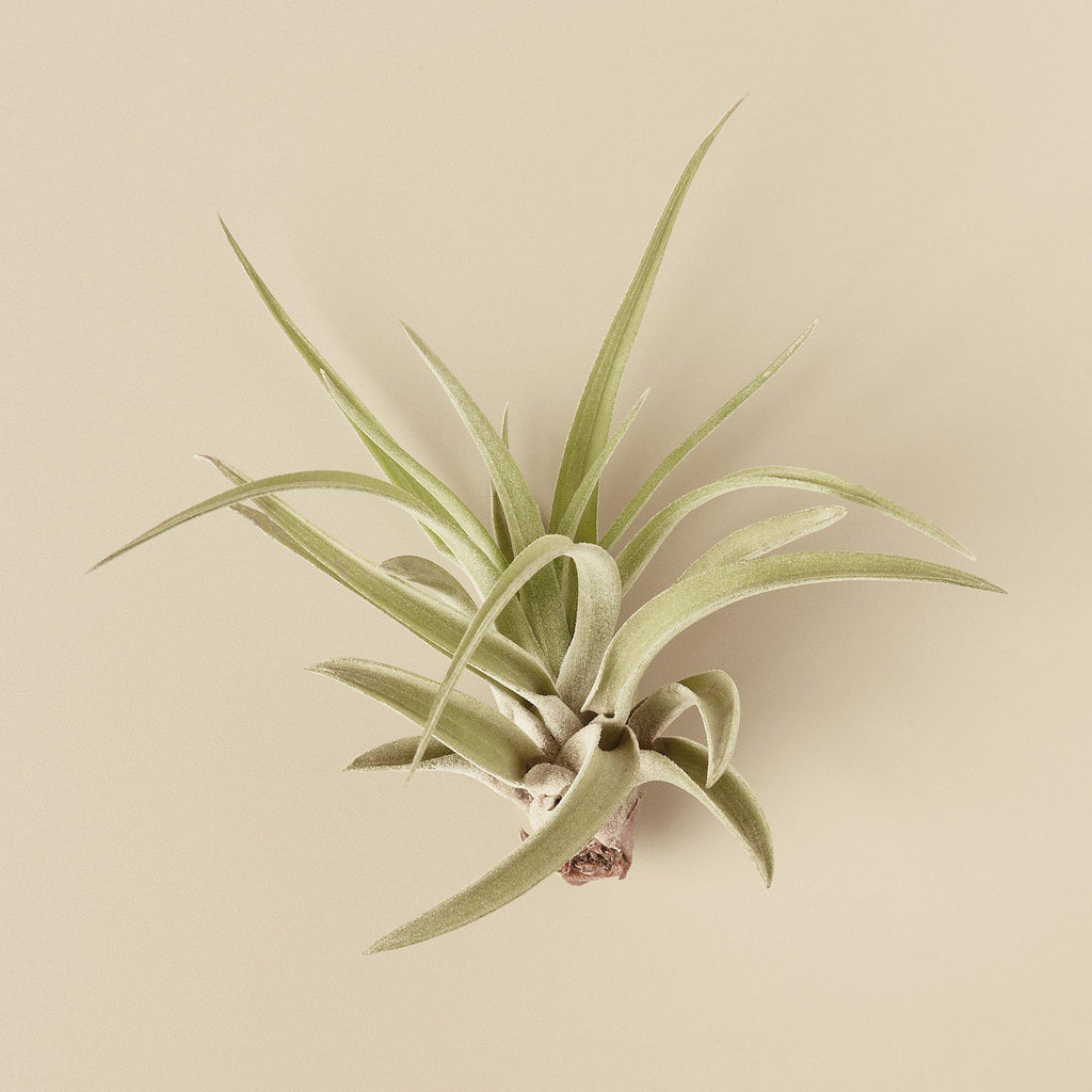 Tillandsia Air Plant Veluntina – view 2