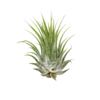 Tillandsia Air Plant Ionantha - 5 Pack