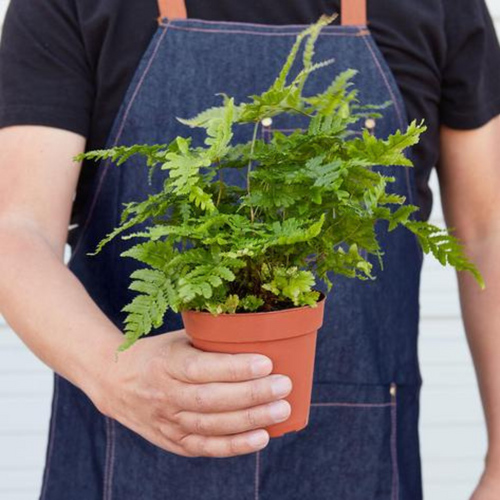'Autumn' Fern Live Plant – 4" Nursery Pot – view 2