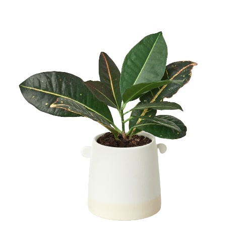 Knob Cylinder Pot - 5 Inch – view 2