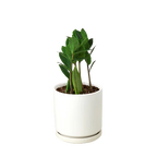 Zamioculcas Zamiifolia ZZ – view 6