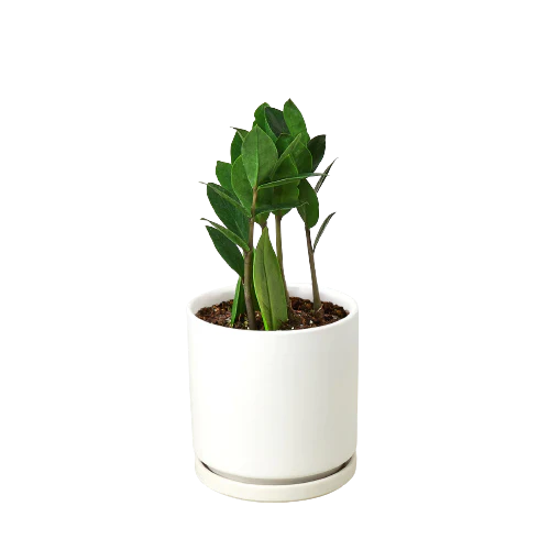 Zamioculcas Zamiifolia ZZ – view 6