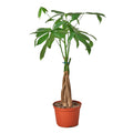Money Tree 'Guiana Chestnut' Pachira Braid Live Plant – 4" Nursery Pot