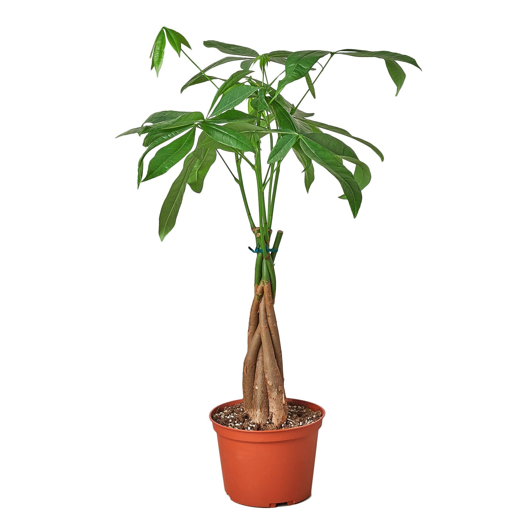 Money Tree 'Guiana Chestnut' Pachira Braid Live Plant – 4" Nursery Pot