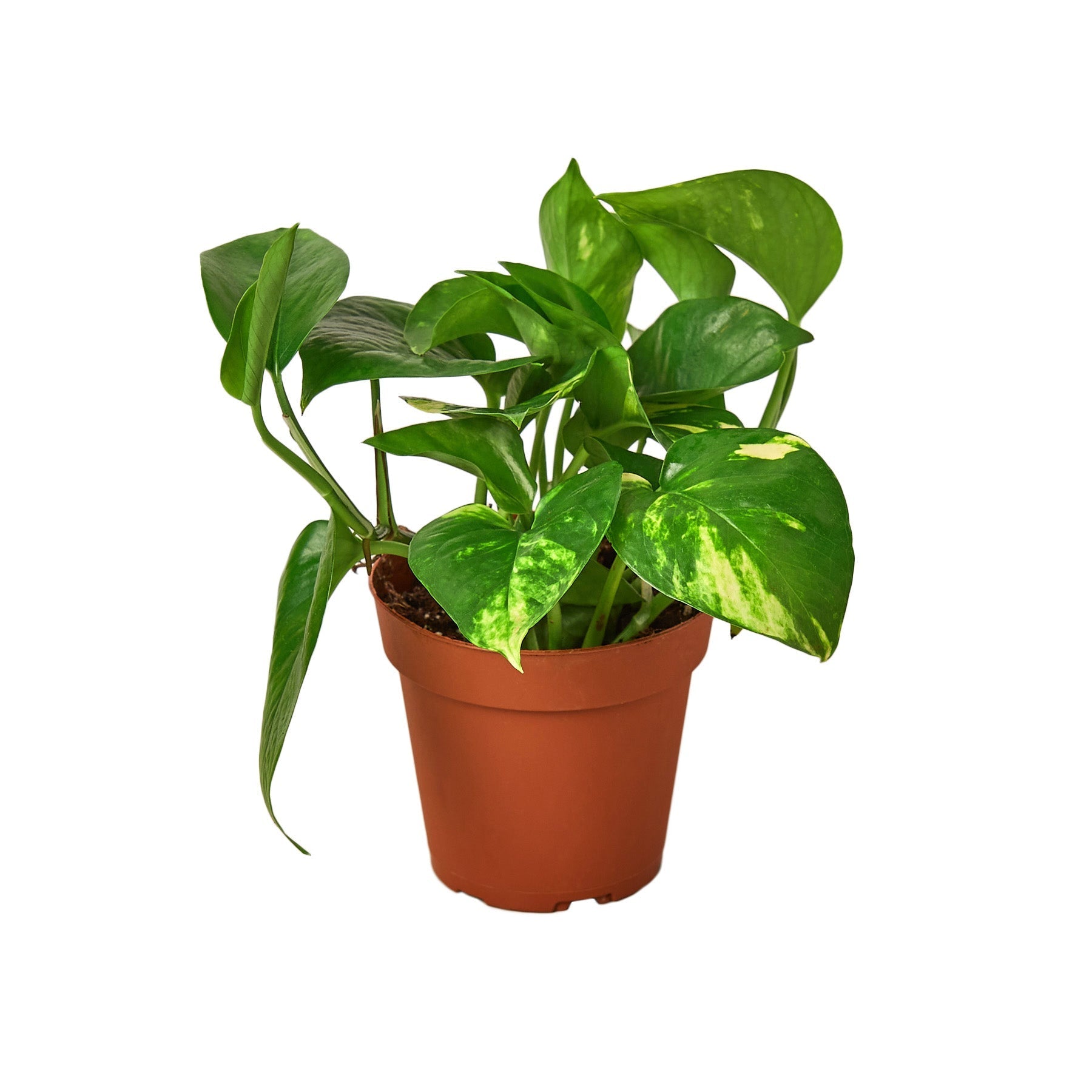 Pothos 'Golden' Live Plant – 4" Nursery Pot