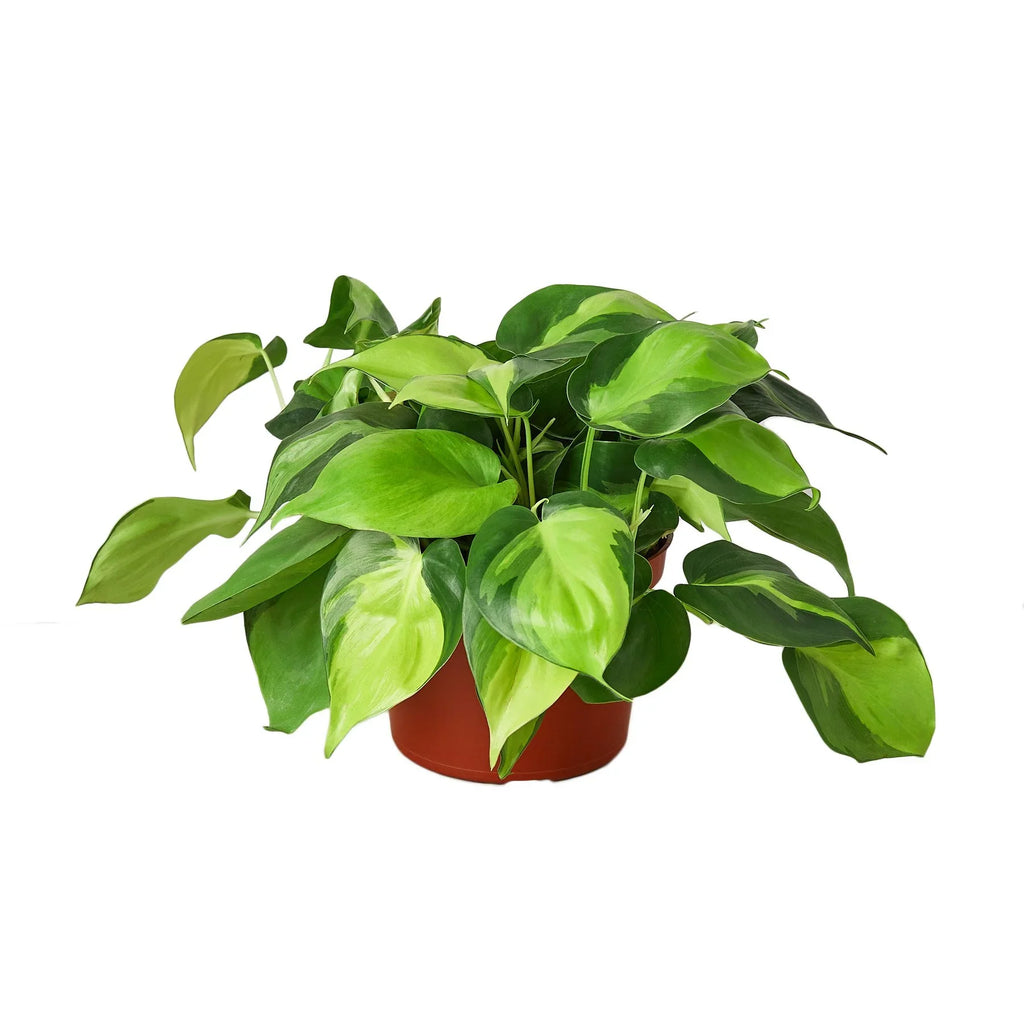 Philodendron 'Brasil' – view 3