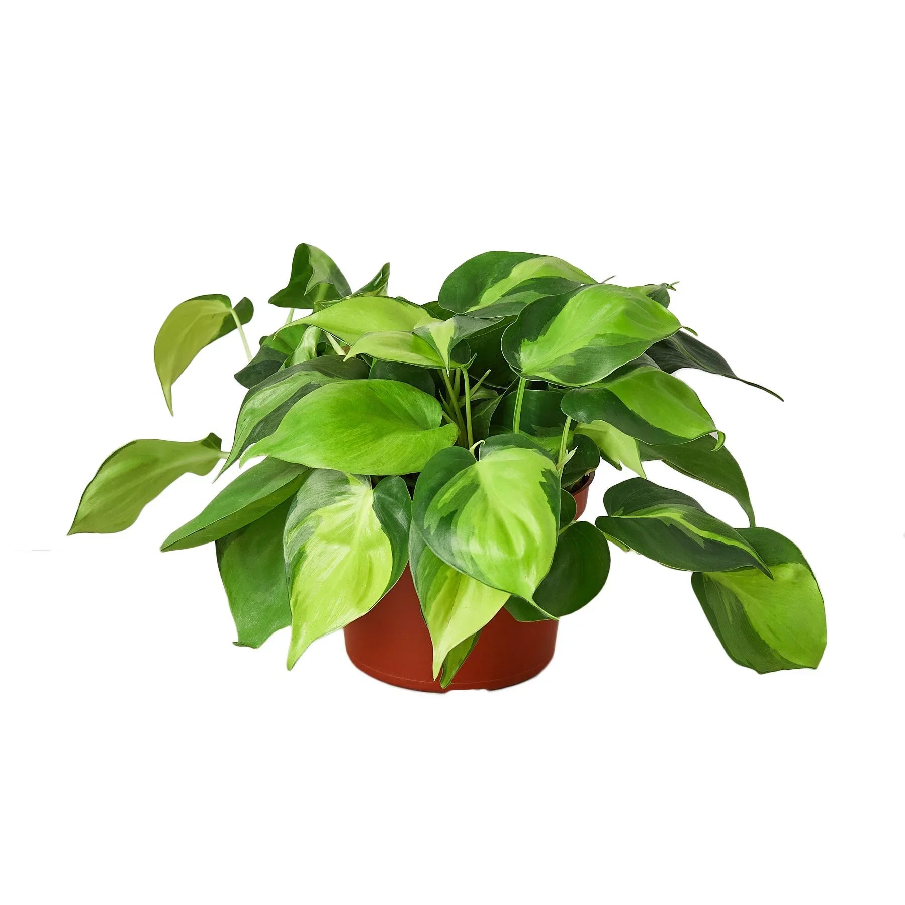 Philodendron 'Brasil' – view 3