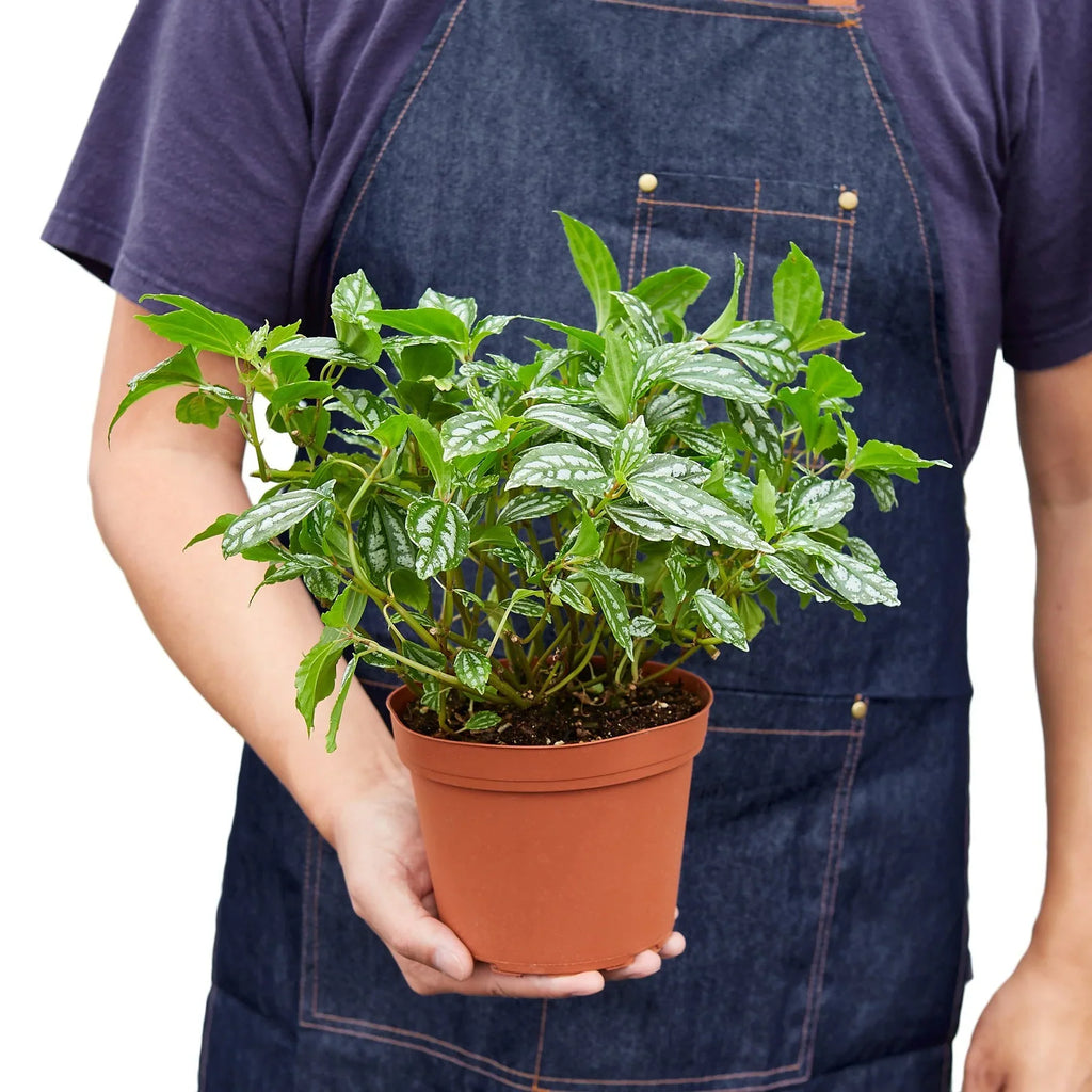 Pilea 'Aluminum' – view 5