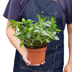 Pilea 'Aluminum' – view 5
