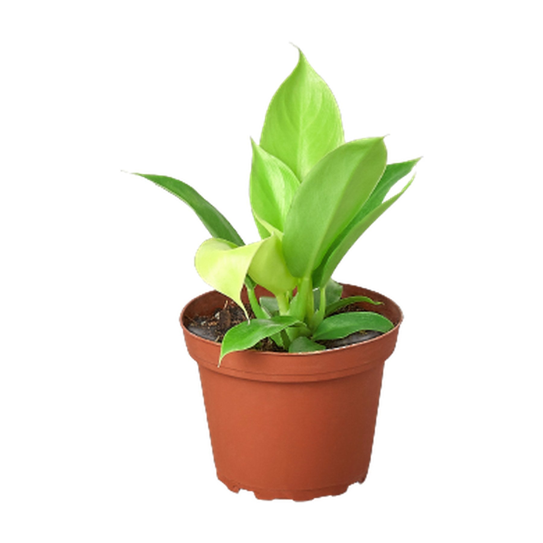 Philodendron 'Moonlight'