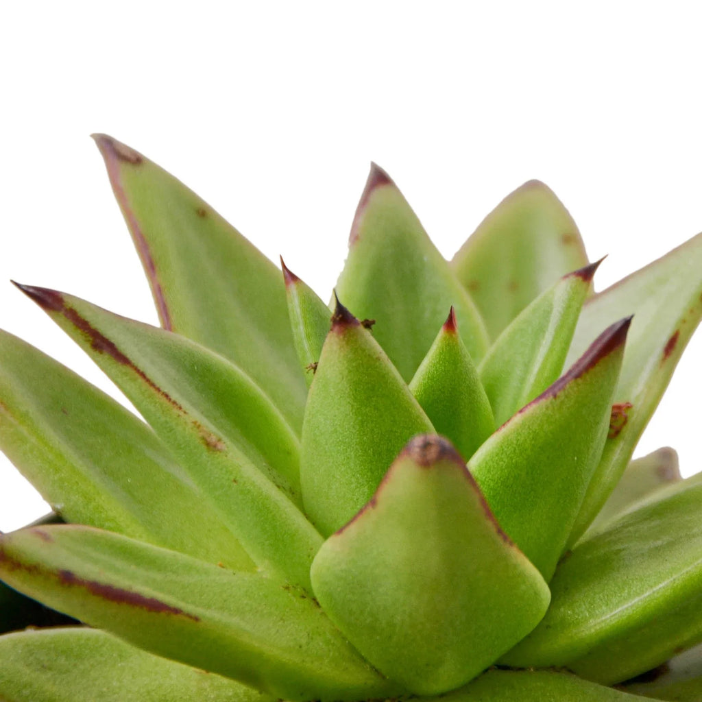 Lipstick Echeveria – view 2