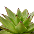 Lipstick Echeveria – view 2