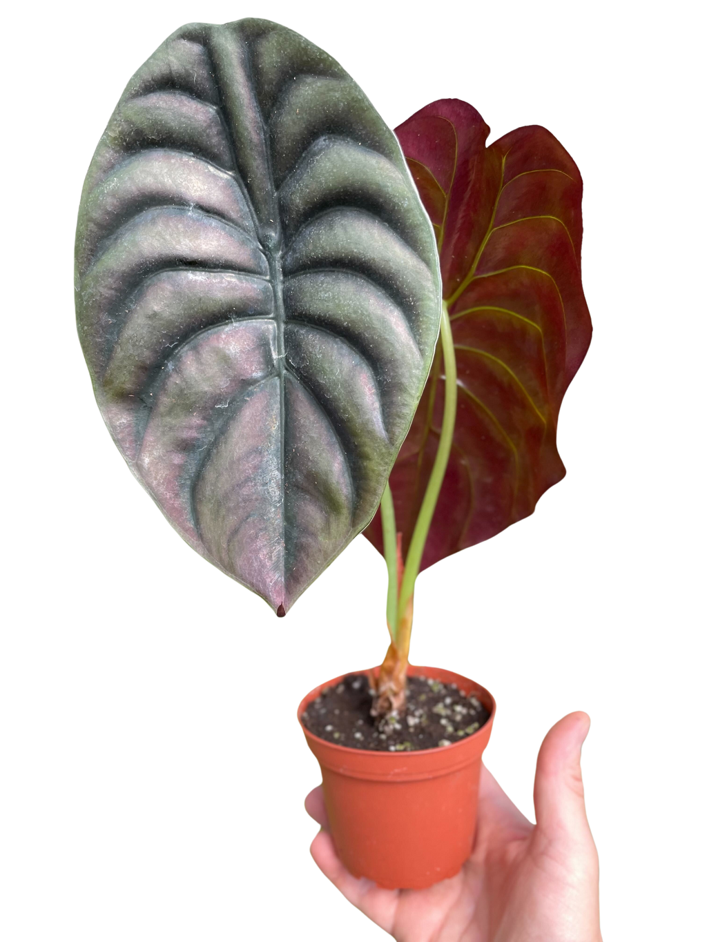 Alocasia 'Red Secret' – view 4
