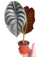 Alocasia 'Red Secret' – view 4