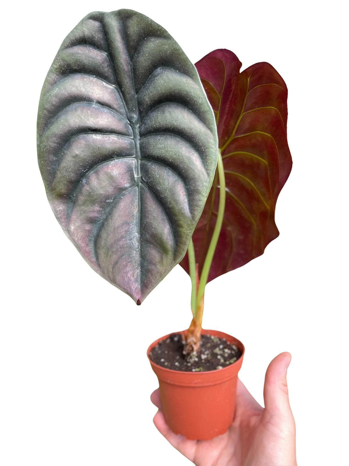 Alocasia 'Red Secret' – view 4