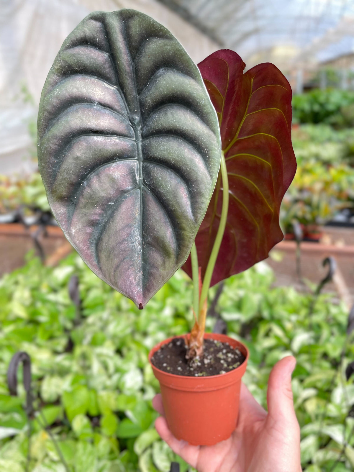 Alocasia 'Red Secret' – view 2
