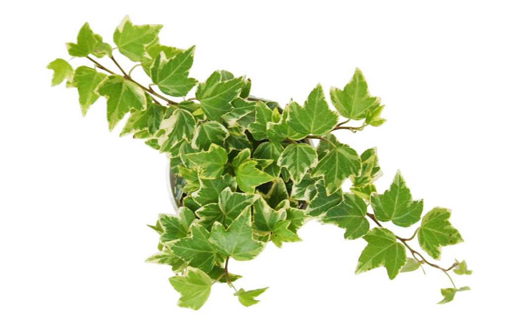 English Ivy 'Eva' – view 3