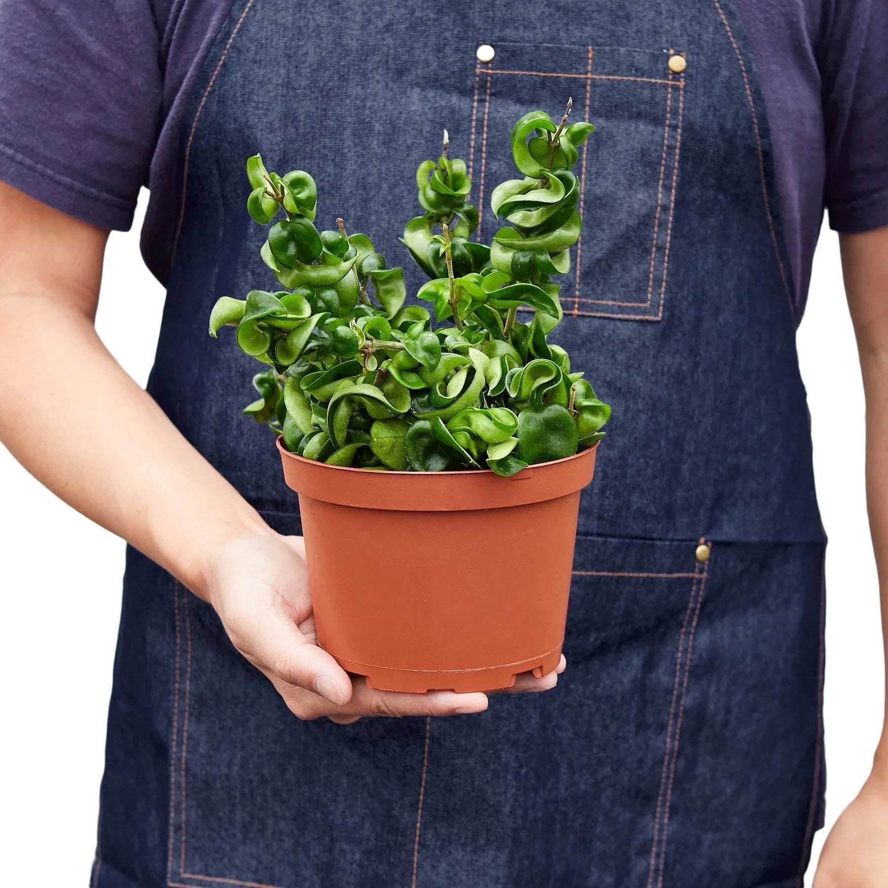 Hoya Rope Plant – view 7