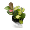 Hoya 'Lisa'