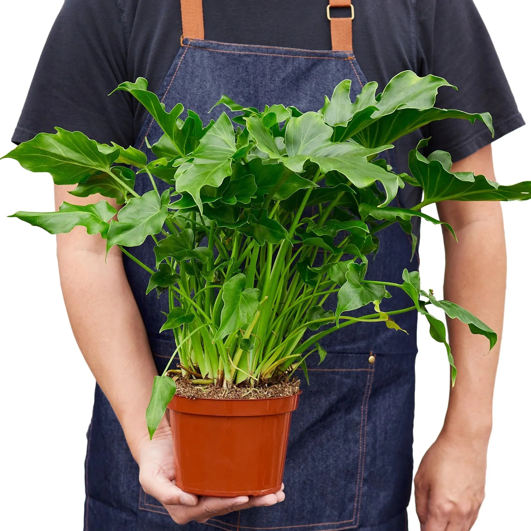 Philodendron ‘Little Hope' – view 3