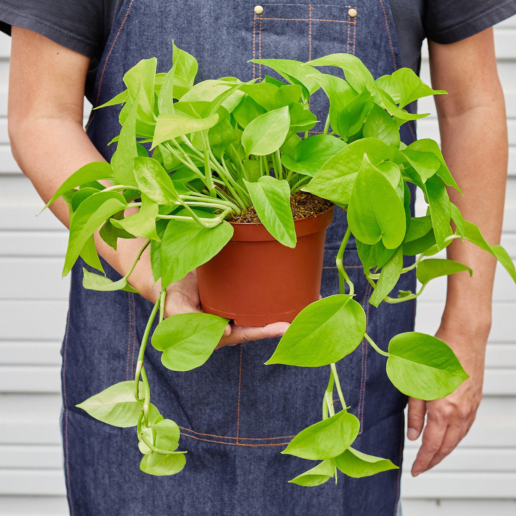Pothos 'Neon' – view 4