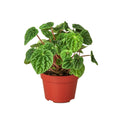 Peperomia 'Ripple' Live Plant – 4" Nursery Pot
