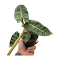 Philodendron 'Billietiae'