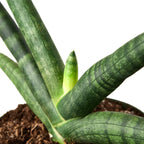 Snake Plant Starfish – view 4