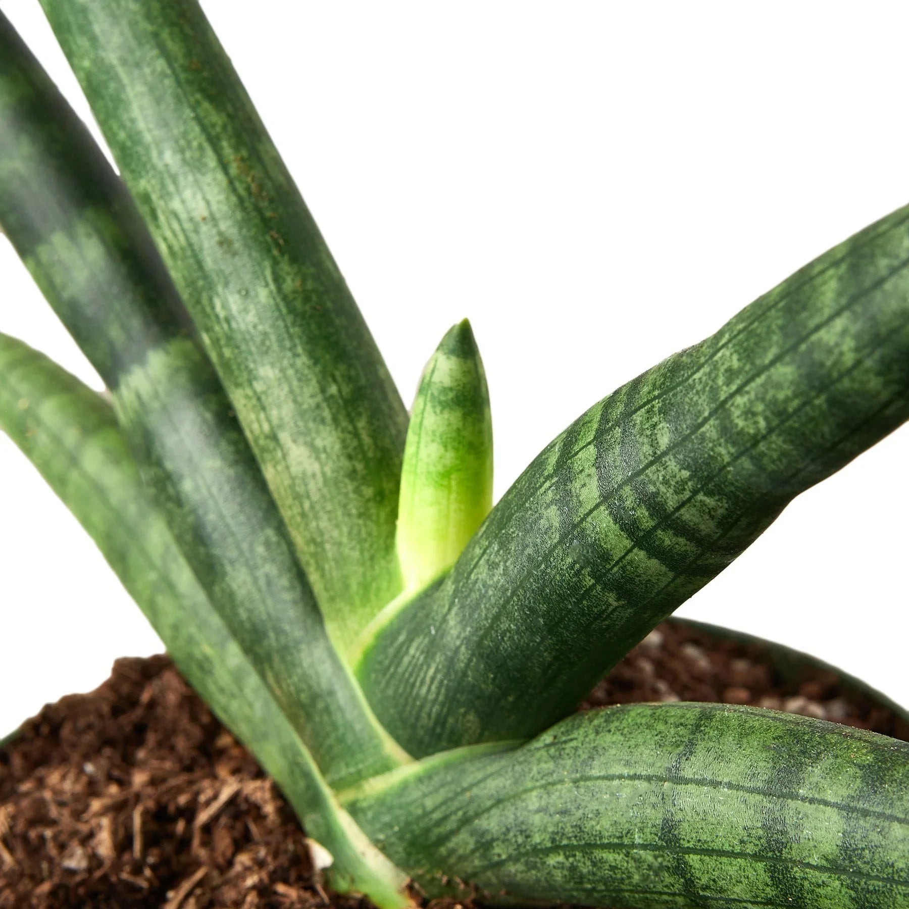 Snake Plant Starfish – view 4