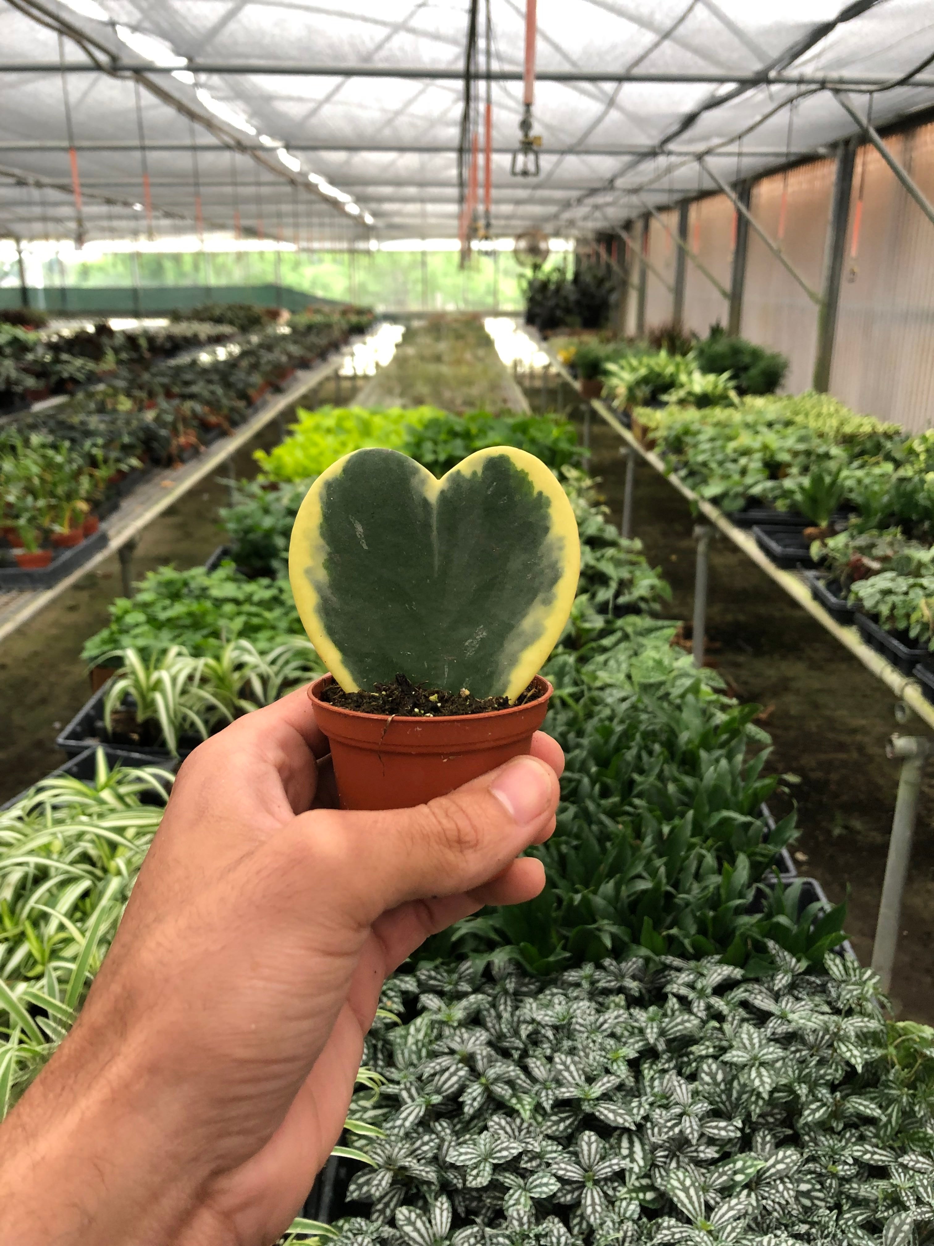 Hoya 'Sweetheart Variegated' – view 5