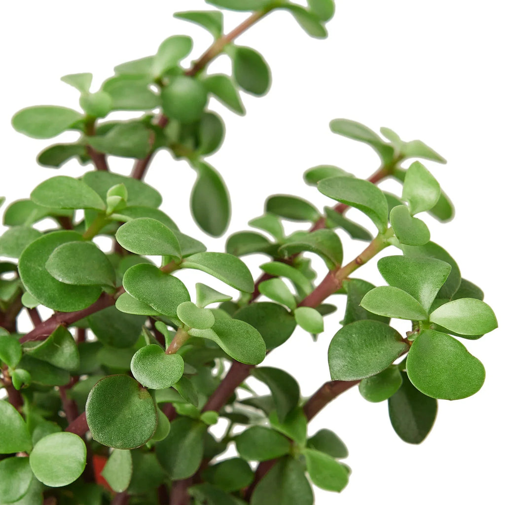 Succulent 'Elephant Bush' – view 2