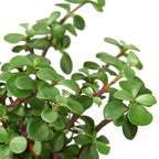 Succulent 'Elephant Bush' – view 2