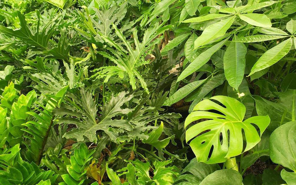 1 Mystery Plant Monthly Subscription Box – view 6