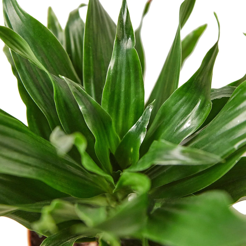 Dracaena 'Janet Craig' – view 2