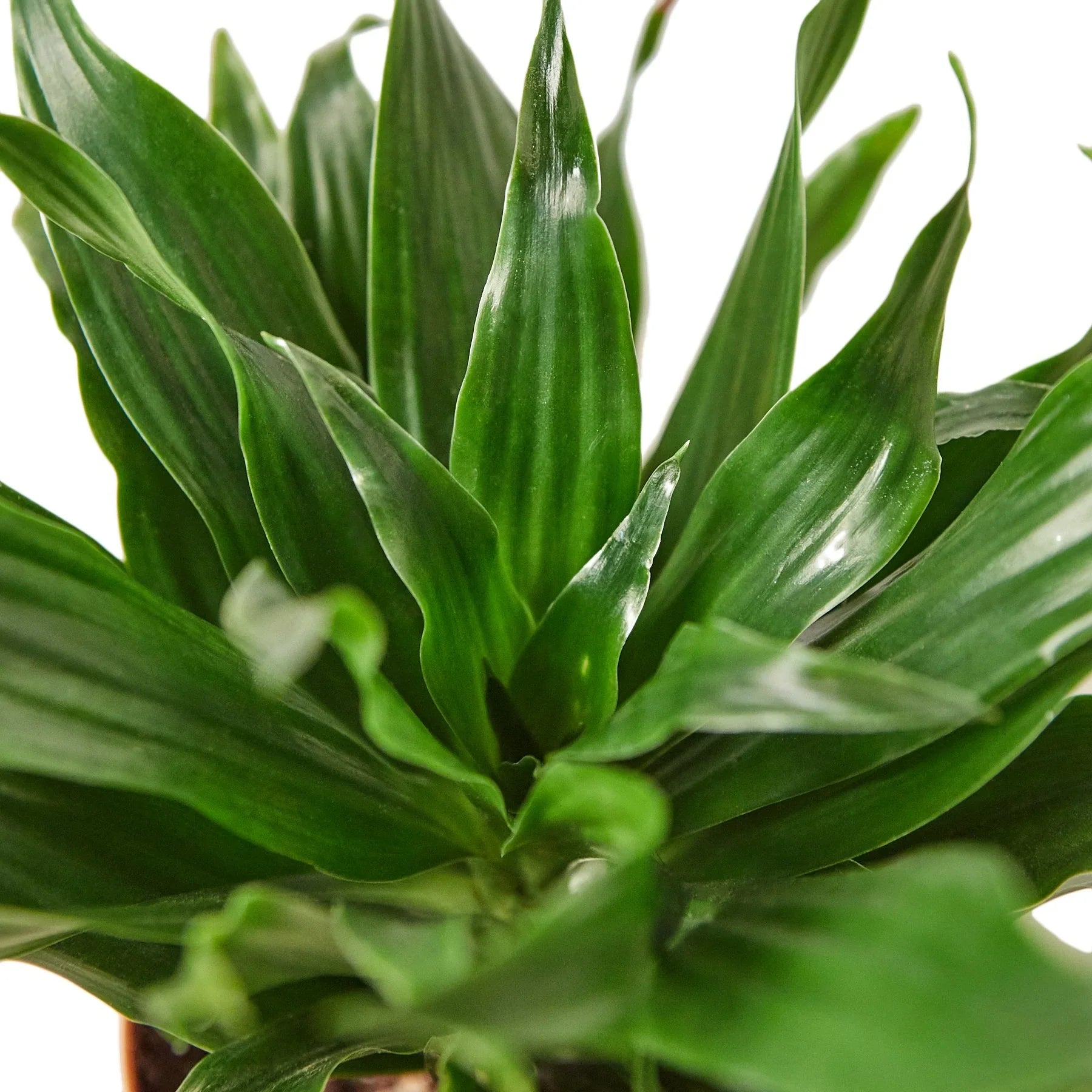 Dracaena 'Janet Craig' – view 2