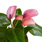 Anthurium 'Purple' by House Plant Dropship