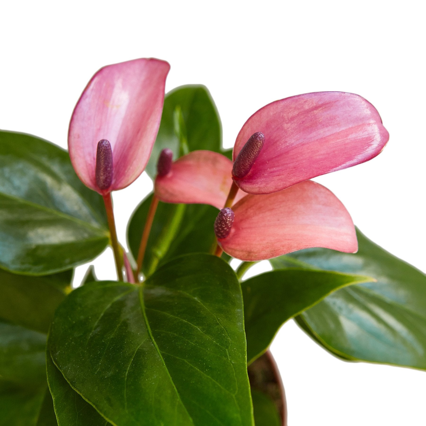 Anthurium 'Purple' by House Plant Dropship