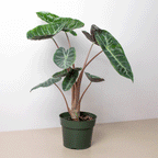 Alocasia Pink Dragon – view 2