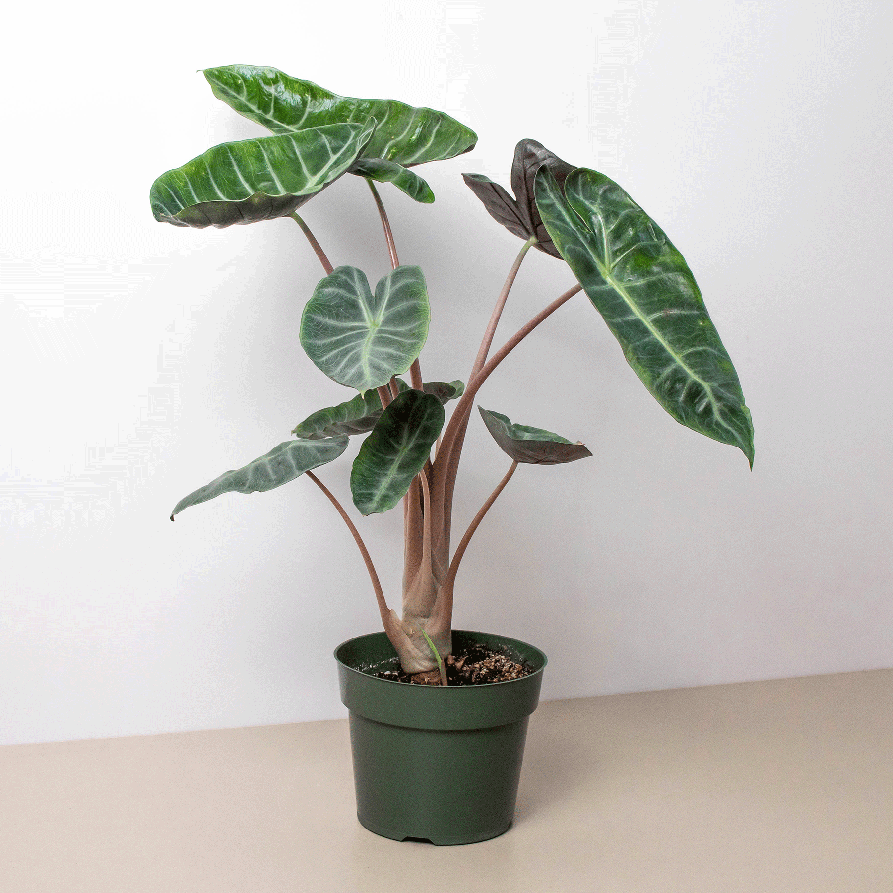 Alocasia Pink Dragon – view 2