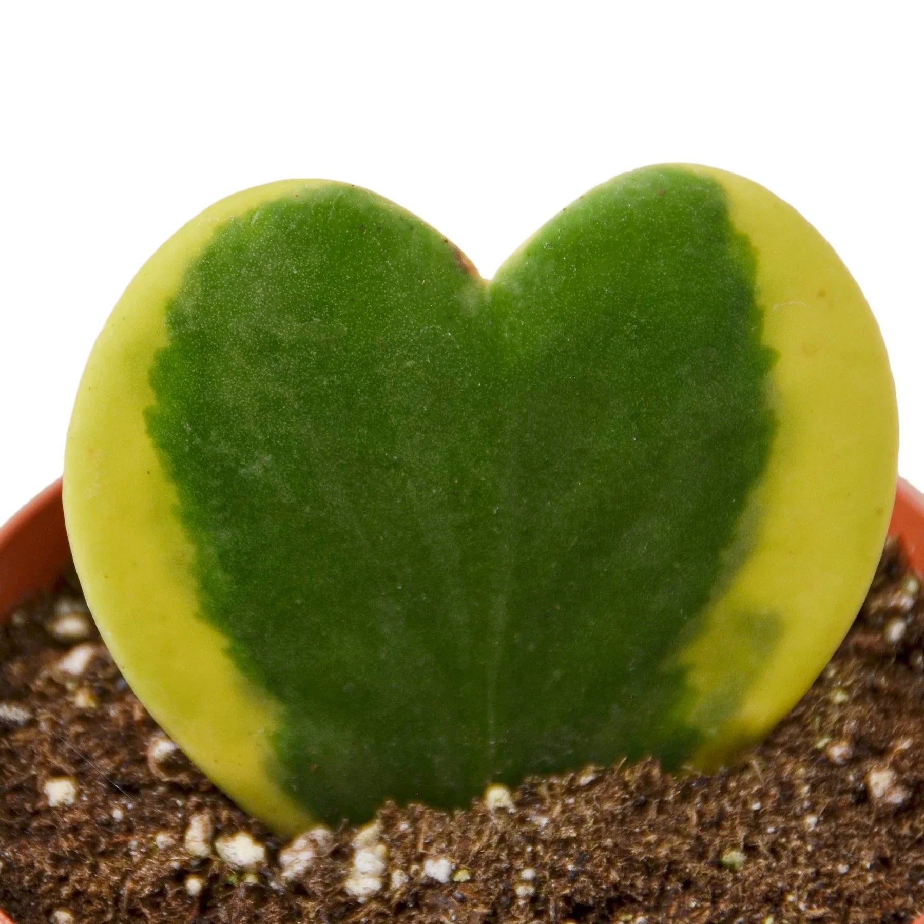 Hoya 'Sweetheart Variegated' – view 3