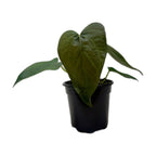 Anthurium 'Queen of Hearts'