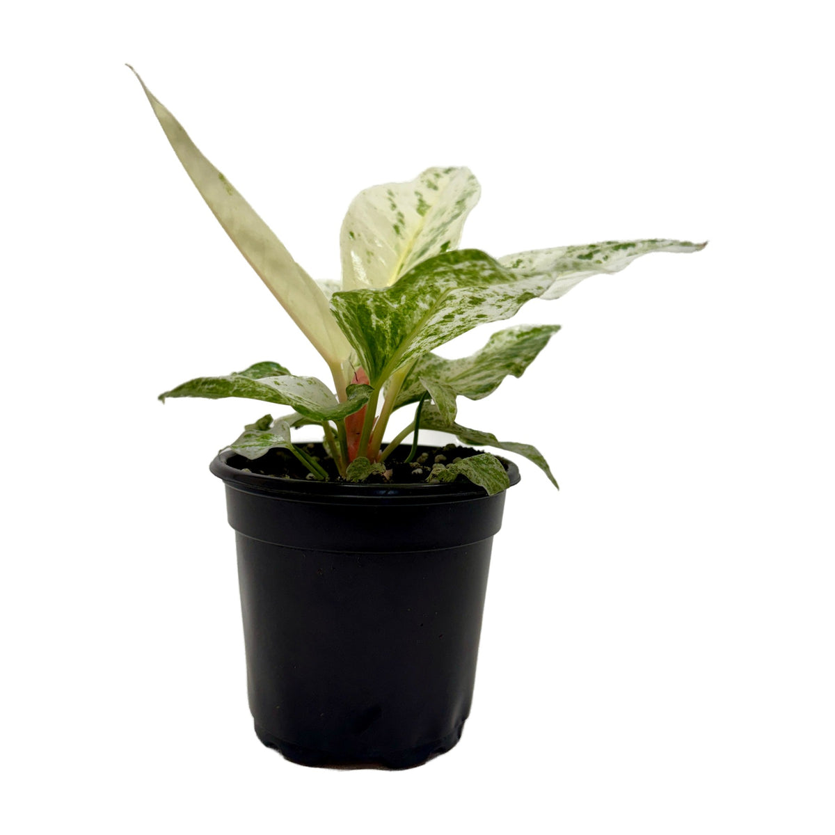 Anthurium 'Variegated Hookeri' Live Plant