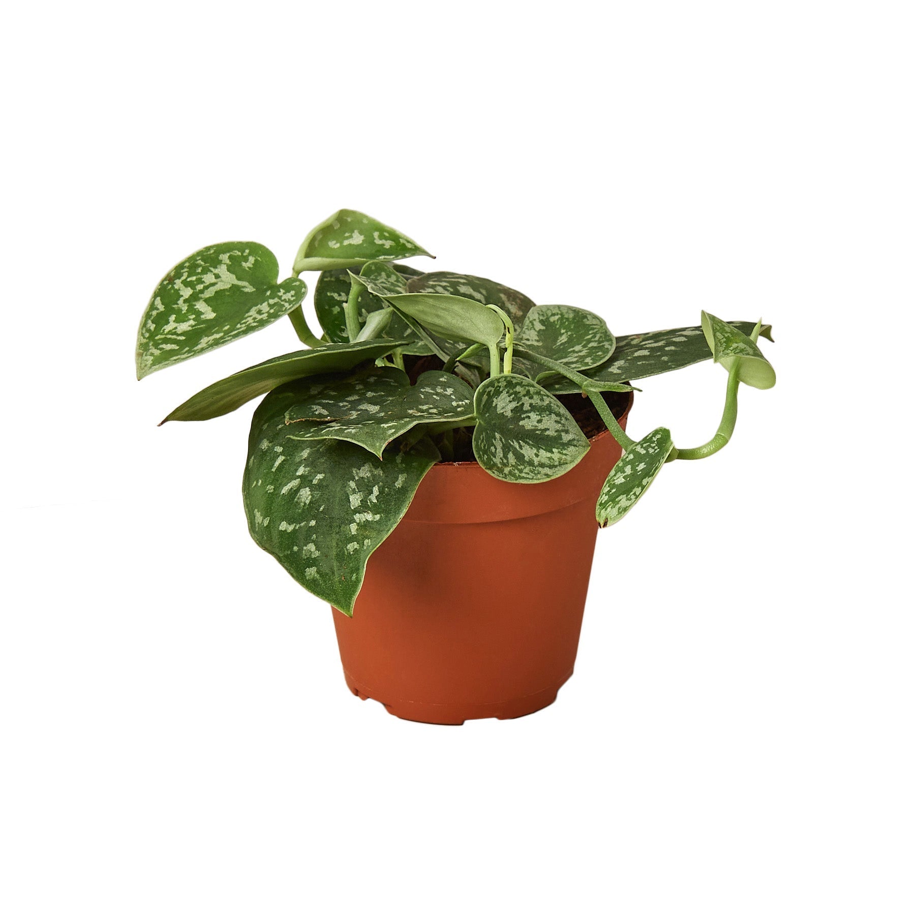 Pothos 'Satin' Live Plant – 4" Nursery Pot