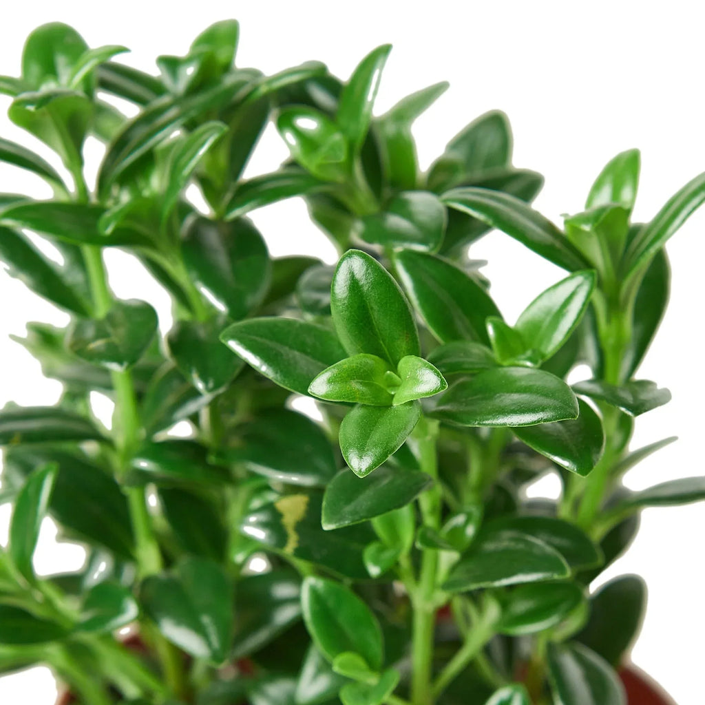 Nemetanthus Candy Corn Plant 'Brazilian Firecracker' – view 2